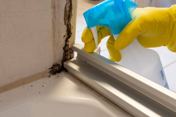 Best Same-Day Mold Removal  in Leisure City, FL