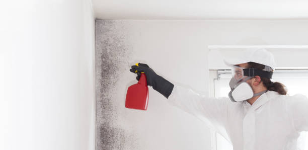 Best Local Mold Removal Service  in Leisure City, FL