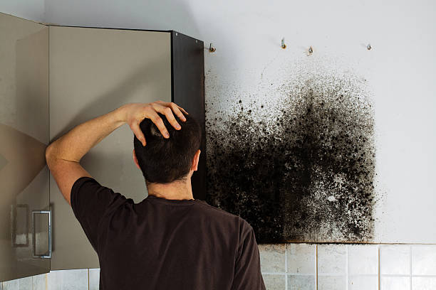 Best Mold Remediation  in Leisure City, FL